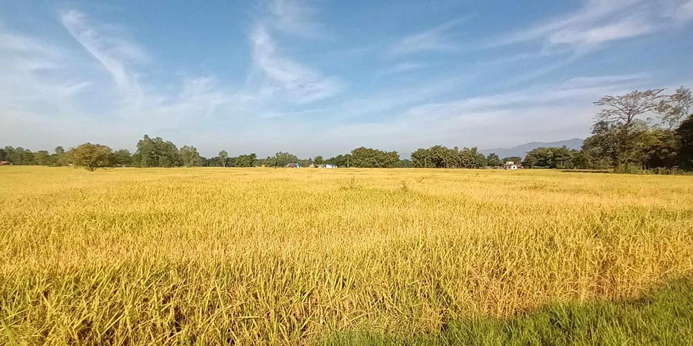 कृषि उत्पादन वृद्धिमा कोरियाको सहयोग